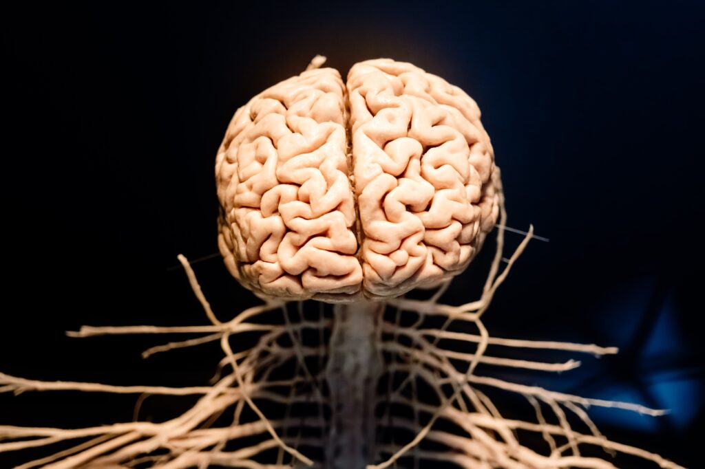 Representation of a brain and the nerve links that go down the spinal cord.